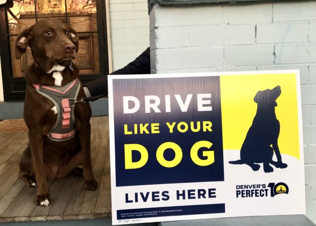 a brown medium-size dog wearing a pink harness sits in front of a yellow and blue Drive Like Your Dog Lives Here yard sign