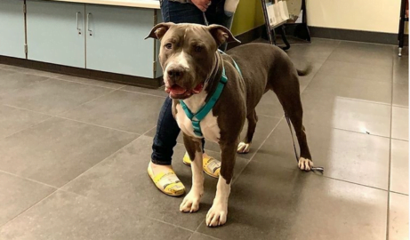Gumdrop, a grey pit bull with white feet and chest, wears a teal harness in the lobby of the Denver Animal Shelter