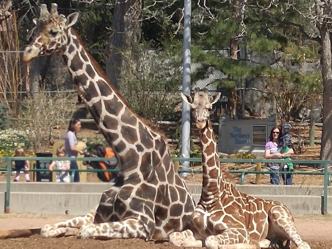 Dikembe and Dobby, mother and baby giraffes at the Denver Zoo