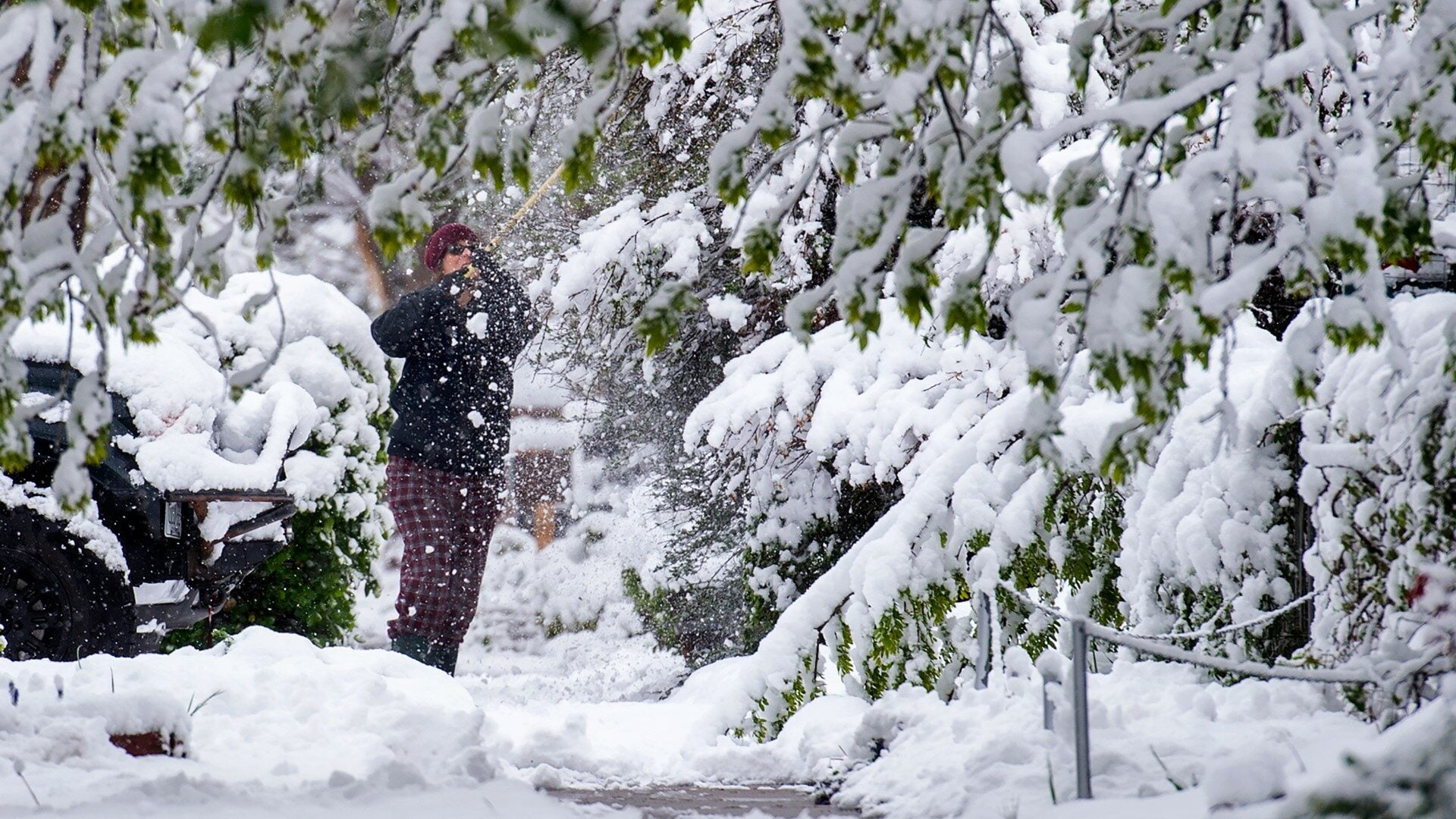 A person attempts to brush snow off the hanging tree branches after a late spring snow.