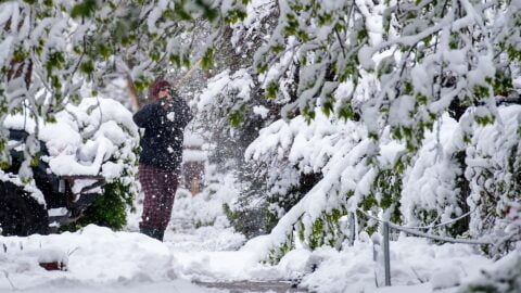 A person attempts to brush snow off the hanging tree branches after a late spring snow.