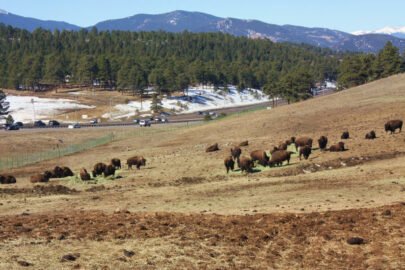 Denver Mountain Parks bison herd