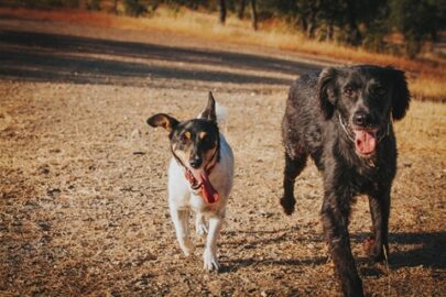 Two dogs running